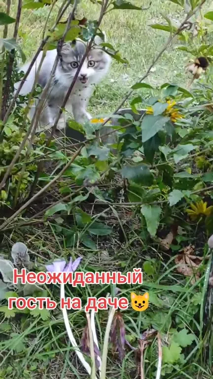 Неожиданный гость на даче