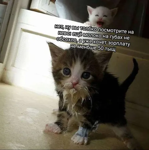 Котёнок уже хочет зарплату