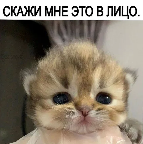Скажи мне это в лицо