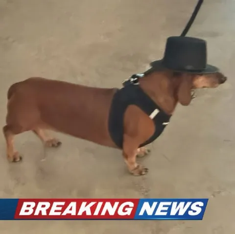 Breaking News Dog