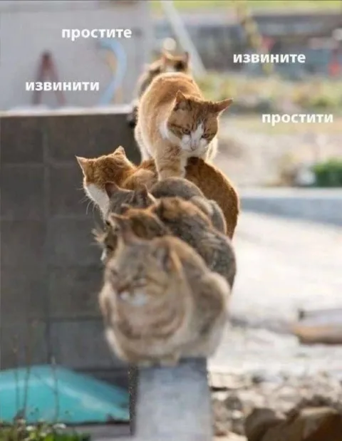 Кошки вежливо извиняются