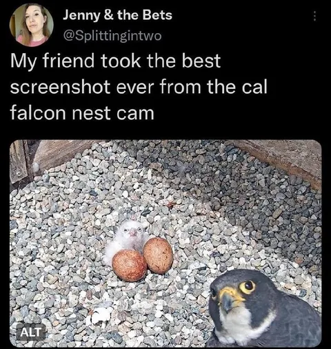 Falcon Nest Screenshot