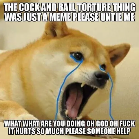 Crying Shiba Inu Pleads for Help