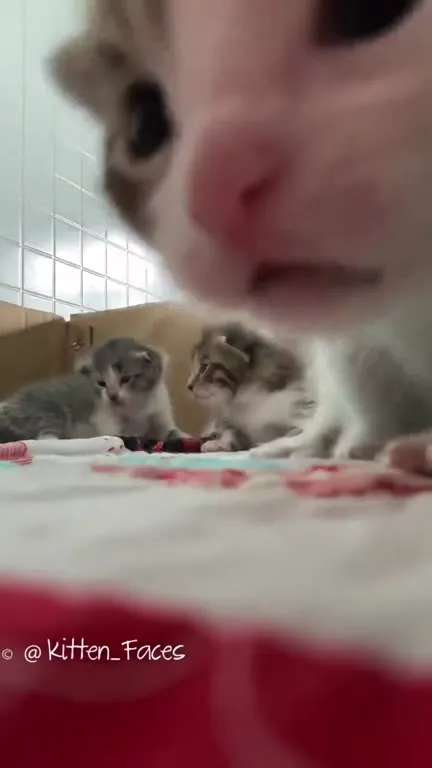 Котёнок заслоняет котят
