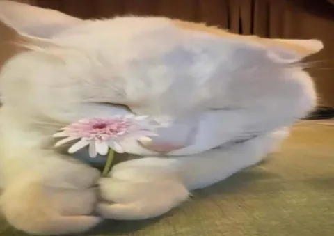 Кот с цветком