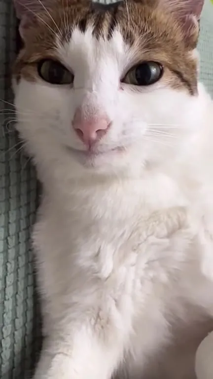 Кот медленно щурится