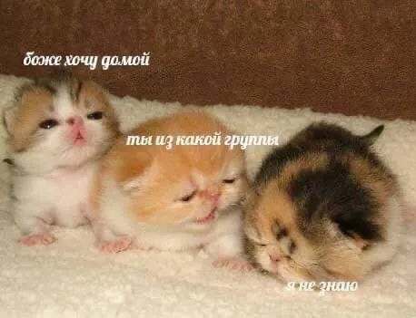 Котята хотят домой