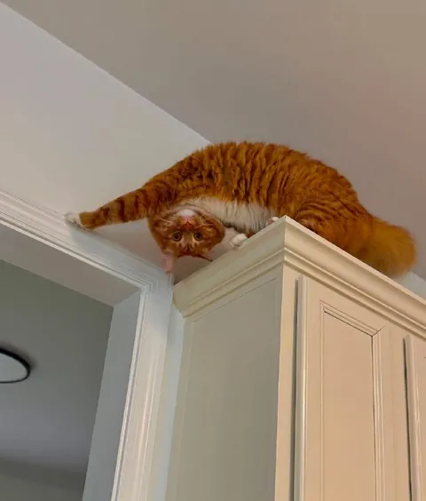 Кот свисает с кухонного шкафа