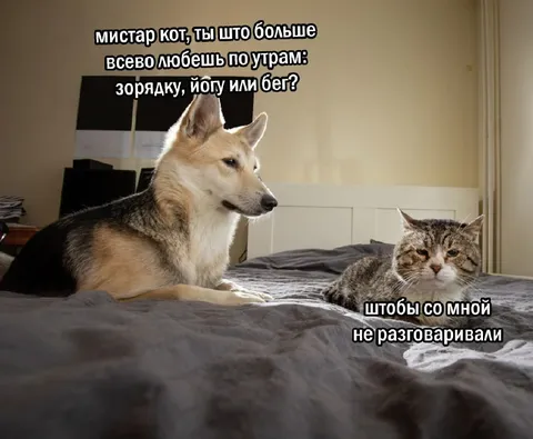 Кот хочет тишины по утрам