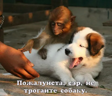 Обезьяна защищает собаку