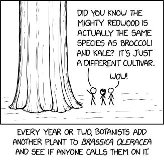Redwood Is Just Broccoli
