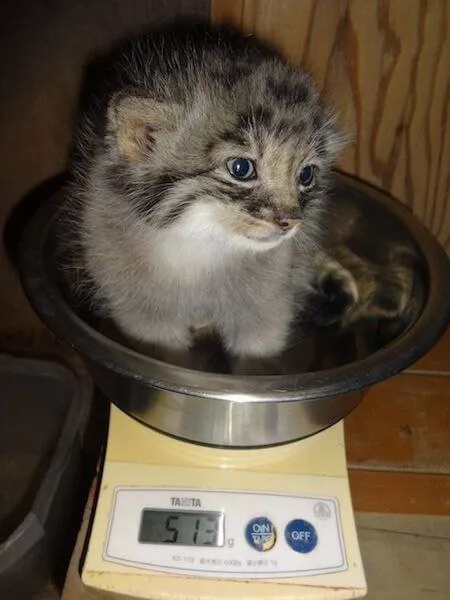 Котёнок на кухонных весах