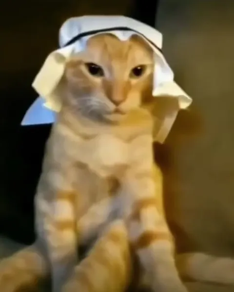 Кот танцует в платке