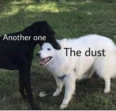 Another One Bites the Dust Dogs