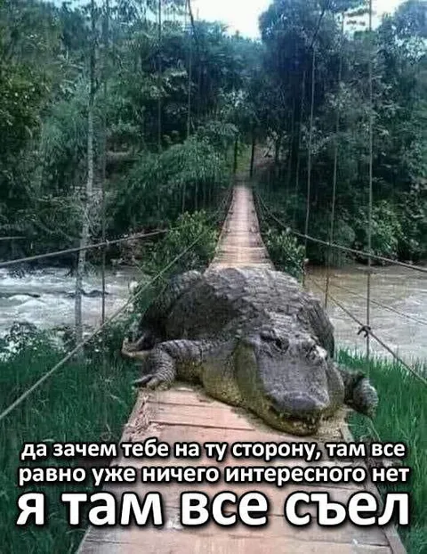 Крокодил всё съел на мосту