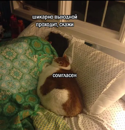 Кот согласен с выходным
