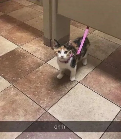 Kitten Says Oh Hi