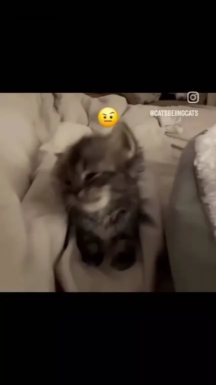 Котик подкрался к камере