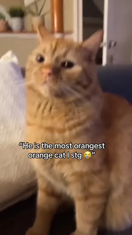 The Orangest Orange Cat