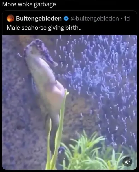 Male Seahorse Giving Birth