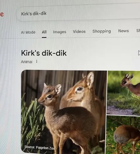 Kirk's Dik-Dik Search