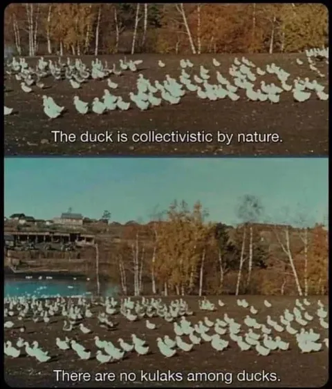 Collectivist Ducks Have No Kulaks