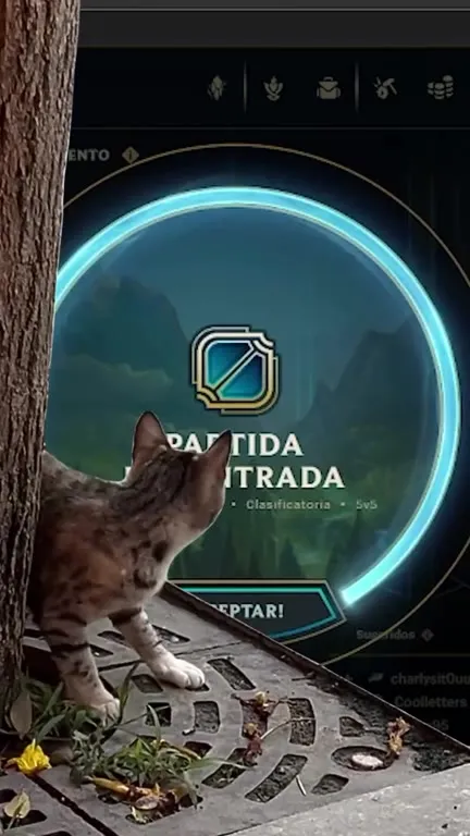 Gato acepta la partida