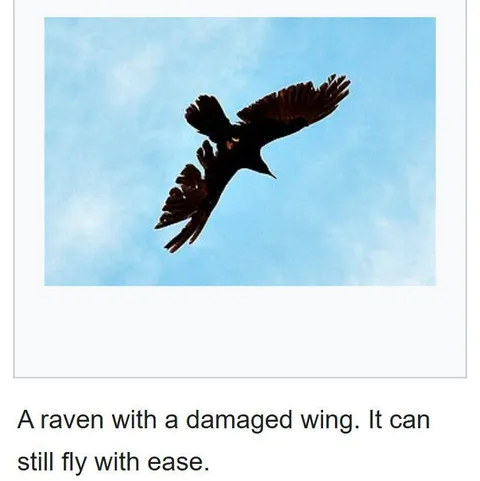 Raven With a Damaged Wing