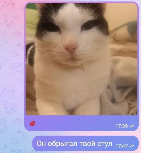 Кот после сообщения про стул
