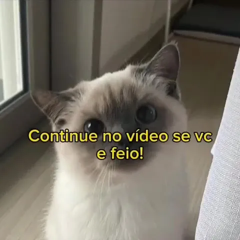 Gato confirma que você é feio