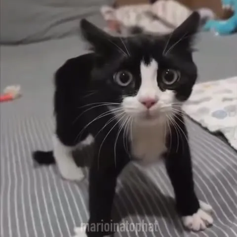Кот идёт сквозь огонь