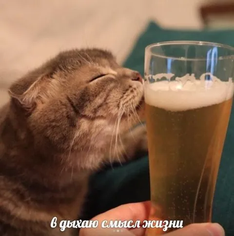 В духане смысла жизни