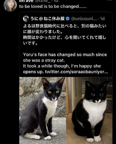 野良猫から家猫へ変わった顔