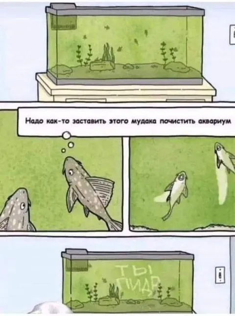 Рыбы заставляют почистить аквариум