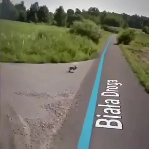 Zając na Białej Drodze