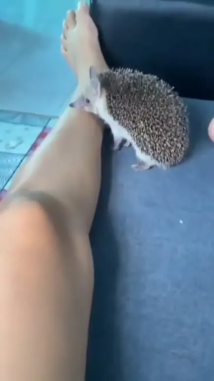 Ёжик убегает с дивана