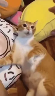 Кот внезапно возмущается