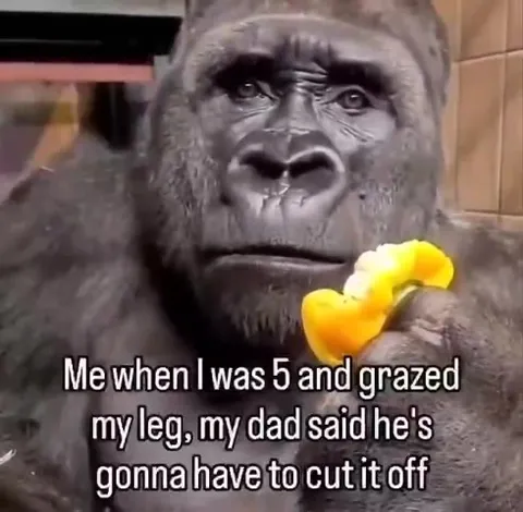 Gorilla Hears His Leg Must Go
