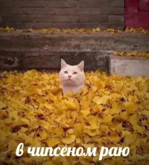 В чиспеном раю