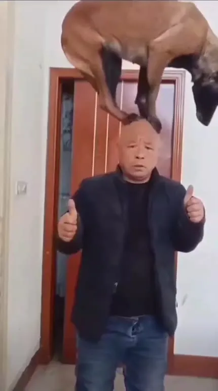 Собака на голове, всё нормально