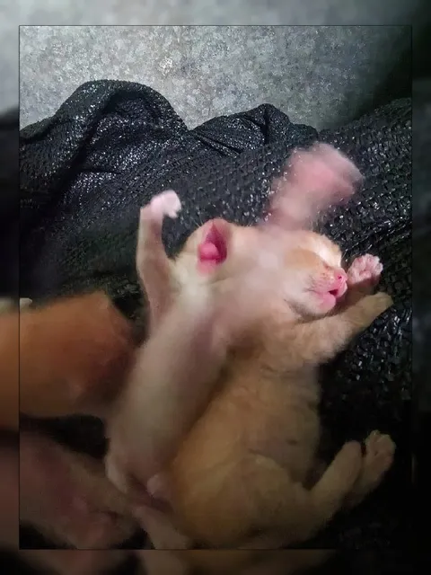 Котёнок крепко спит
