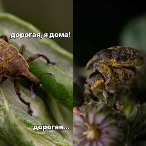 Дорогая, я дома