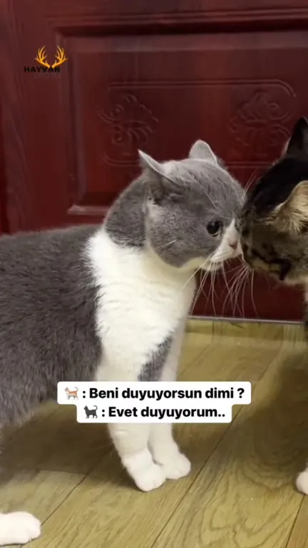 Beni Duyuyor Musun Kediler