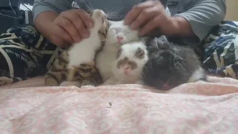 Три кота под массажем