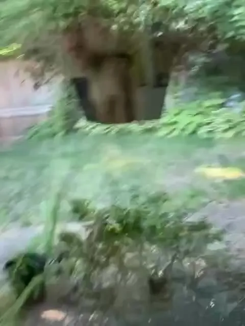 Медведь сбегает через забор