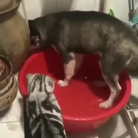 Кот мешает свинье купаться