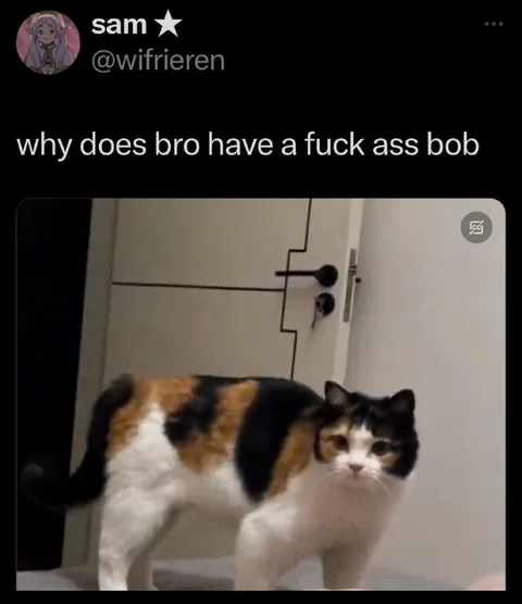 Cat With a Bob Haircut