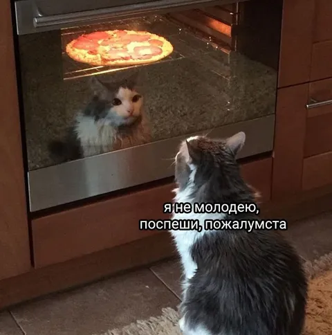 Кот просит поспешить