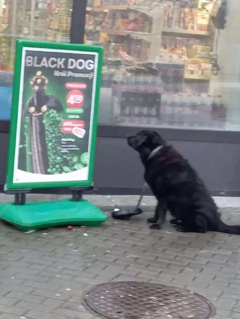 Black Dog Meets Black Dog