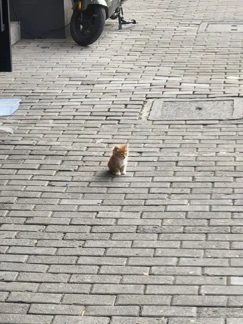 Крошечный котёнок на мостовой